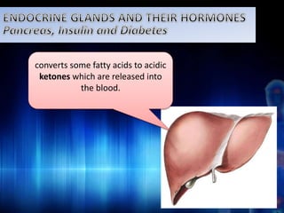 converts some fatty acids to acidic 
ketones which are released into 
the blood. 
 