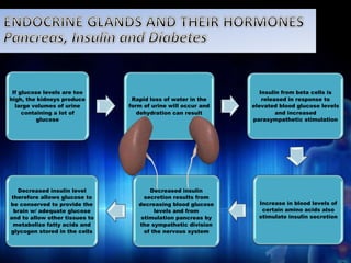 If glucose levels are too 
high, the kidneys produce 
large volumes of urine 
containing a lot of 
glucose 
Rapid loss of water in the 
form of urine will occur and 
dehydration can result 
Insulin from beta cells is 
released in response to 
elevated blood glucose levels 
and increased 
parasympathetic stimulation 
Increase in blood levels of 
certain amino acids also 
stimulate insulin secretion 
Decreased insulin 
secretion results from 
decreasing blood glucose 
levels and from 
stimulation pancreas by 
the sympathetic division 
of the nervous system 
Decreased insulin level 
therefore allows glucose to 
be conserved to provide the 
brain w/ adequate glucose 
and to allow other tissues to 
metabolize fatty acids and 
glycogen stored in the cells 
 