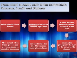 blood glucose levels 
are low 
Glucagon is released 
from the alpha cells 
It binds with the 
membrane-bound 
receptors of the 
liver 
causing the 
glycogen in the liver 
to be converted to 
glucose 
released it into the 
blood to increase 
blood glucose levels 
After a meal, when 
blood glucose are 
elevated, glucagon 
secretion decreased 
 