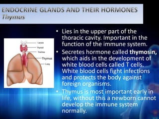 • Lies in the upper part of the 
thoracic cavity. Important in the 
function of the immune system. 
• Secretes hormone called thymosin, 
which aids in the development of 
white blood cells called T cells. 
White blood cells fight infections 
and protects the body against 
foreign organisms. 
• Thymus is most important early in 
life, without this a newborn cannot 
develop the immune system 
normally. 
 
