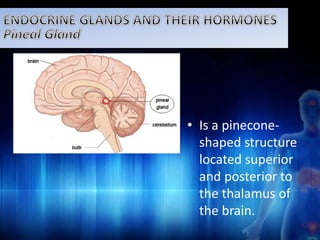 • Is a pinecone-shaped 
structure 
located superior 
and posterior to 
the thalamus of 
the brain. 
 