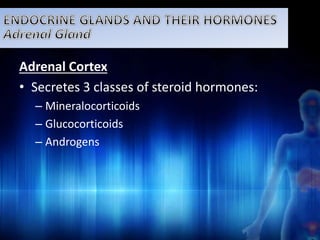 Adrenal Cortex 
• Secretes 3 classes of steroid hormones: 
– Mineralocorticoids 
– Glucocorticoids 
– Androgens 
 