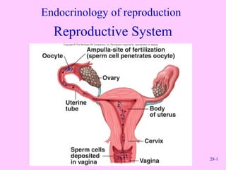 28-1
Endocrinology of reproduction
Reproductive System
 