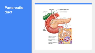 Pancreatic
duct
 