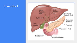 Liver duct
 