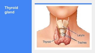 Thyroid
gland
 