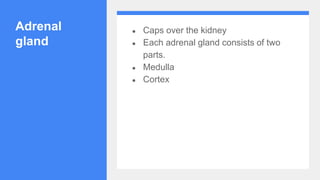Adrenal
gland
● Caps over the kidney
● Each adrenal gland consists of two
parts.
● Medulla
● Cortex
 