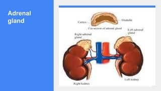 Adrenal
gland
 