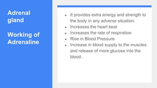 Adrenal
gland
Working of
Adrenaline
● It provides extra energy and strength to
the body in any adverse situation.
● Increases the heart beat
● Increases the rate of respiration
● Rise in Blood Pressure
● Increase in blood supply to the muscles
and release of more glucose into the
blood.
 