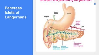Pancreas
Islets of
Langerhans
 