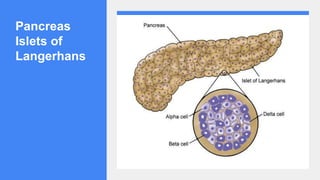 Pancreas
Islets of
Langerhans
 