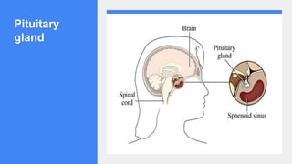 Pituitary
gland
 