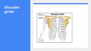 Shoulder
girdle
 