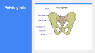 Pelvic girdle
 