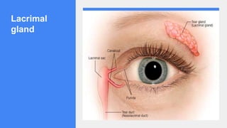Lacrimal
gland
 