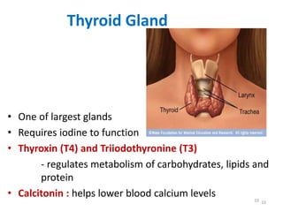 10
• One of largest glands
• Requires iodine to function
• Thyroxin (T4) and Triiodothyronine (T3)
- regulates metabolism of carbohydrates, lipids and
protein
• Calcitonin : helps lower blood calcium levels 10
Thy Thyroid Glandroid Gland
 