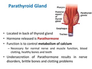 Parathyroid Gland
• Located in back of thyroid gland
• Hormone released is Parathormone
• Function is to control metabolism of calcium
– Necessary for normal nerve and muscle function, blood
clotting, healthy bones and teeth
• Undersecretion of Parathormone results in nerve
disorders, brittle bones and clotting problems
 