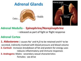 Adrenal Glands
Adrenal Medulla - Epinephrine/Norepinephrine
- released as part of fight or flight response
Adrenal Cortex
1. Aldosterone : causes Na+ and H2O to be retained and K+ to be
secreted, indirectly involved with blood pressure and blood volume
2. Cortisol: increases breakdown of fat and protein for energy uses
reduces inflammatory and immune responses
3. Androgens: Males: secondary sexual characteristics
Females: sex drive
 