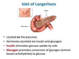 Islet of Langerhans
• Located on the pancreas
• Hormones secreted are insulin and glucagon
• Insulin stimulates glucose uptake by cells
• Glucagon promotes conversion of glycogen (animal-
based carbohydrate) to glucose
 