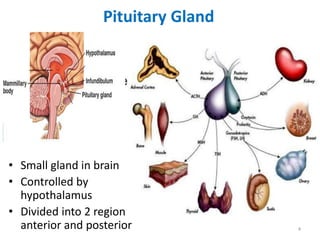 4
Pituitary Gland
• Small gland in brain
• Controlled by
hypothalamus
• Divided into 2 regions:
anterior and posterior
 