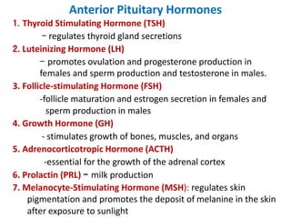 Anterior Pituitary Hormones
1. Thyroid Stimulating Hormone (TSH)
- regulates thyroid gland secretions
2. Luteinizing Hormone (LH)
- promotes ovulation and progesterone production in
females and sperm production and testosterone in males.
3. Follicle-stimulating Hormone (FSH)
-follicle maturation and estrogen secretion in females and
sperm production in males
4. Growth Hormone (GH)
- stimulates growth of bones, muscles, and organs
5. Adrenocorticotropic Hormone (ACTH)
-essential for the growth of the adrenal cortex
6. Prolactin (PRL) - milk production
7. Melanocyte-Stimulating Hormone (MSH): regulates skin
pigmentation and promotes the deposit of melanine in the skin
after exposure to sunlight
 