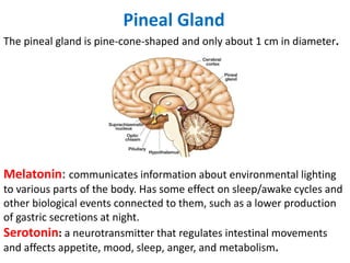 Melatonin: communicates information about environmental lighting
to various parts of the body. Has some effect on sleep/awake cycles and
other biological events connected to them, such as a lower production
of gastric secretions at night.
Serotonin: a neurotransmitter that regulates intestinal movements
and affects appetite, mood, sleep, anger, and metabolism.
The pineal gland is pine-cone-shaped and only about 1 cm in diameter.
Pineal Gland
 