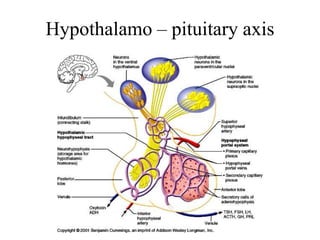 Hypothalamo – pituitary axis
 