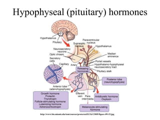 Hypophyseal (pituitary) hormones




      http://www.bio.miami.edu/tom/courses/protected/ECK/CH09/figure-09-15.jpg
 