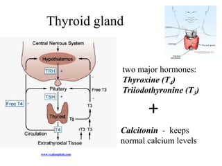 Thyroid gland


                       two major hormones:
                       Thyroxine (T4)
                       Triiodothyronine (T3)

                              +
                       Calcitonin - keeps
                       normal calcium levels
www.vcahospitals.com
 