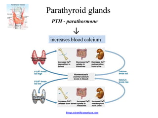Parathyroid glands
 PTH - parathormone
             ↓
 increases blood calcium




        blogs.scientificamerican.com
 