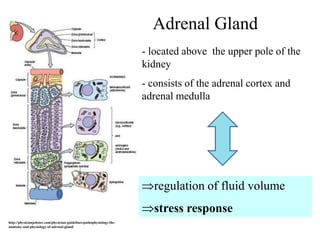 Adrenal Gland
                                                                        - located above the upper pole of the
                                                                        kidney
                                                                        - consists of the adrenal cortex and
                                                                        adrenal medulla




                                                                          regulation of fluid volume
                                                                          stress response
http://physicianjobster.com/physician-guidelines/pathophysiology/the-
anatomy-and-physiology-of-adrenal-gland/
 