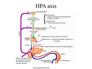 HPA axis




http://kcampbell.bio.umb.edu
 