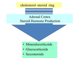 cholesterol–steroid ring


      Adrenal Cortex
Steroid Hormone Production




 • Mineralocorticoids
 • Glucocorticoids
 • Sexosteroids
 