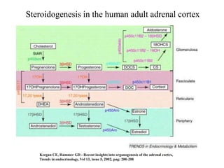 Steroidogenesis in the human adult adrenal cortex




   Keegan CE, Hammer GD - Recent insights into organogenesis of the adrenal cortex,
   Trends in endocrinology, Vol 13, issue 5, 2002, pag: 200-208
 
