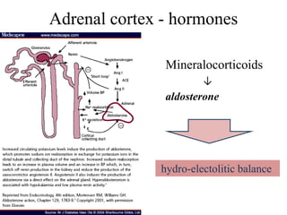 Adrenal cortex - hormones

               Mineralocorticoids
                       ↓
               aldosterone




              hydro-electolitic balance
 