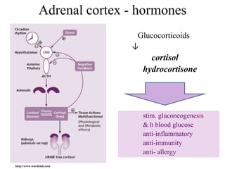 Adrenal cortex - hormones
                               Glucocorticoids
                              ↓
                                   cortisol
                                 hydrocortisone




                                 stim. gluconeogenesis
                                 & h blood glucose
                                 anti-inflammatory
                                 anti-immunity
                                 anti- allergy
http://www.wardelab.com
 