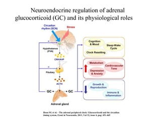 Neuroendocrine regulation of adrenal
glucocorticoid (GC) and its physiological roles




           Hoon SG et al. - The adrenal peripheral clock: Glucocorticoid and the circadian
           timing system, Front in Neuroendo, 2011, Vol 32, issue 4, pag: 451-465
 