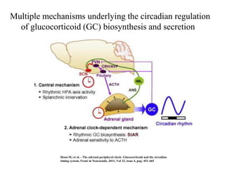 Multiple mechanisms underlying the circadian regulation
  of glucocorticoid (GC) biosynthesis and secretion




             Hoon SG et al. - The adrenal peripheral clock: Glucocorticoid and the circadian
             timing system, Front in Neuroendo, 2011, Vol 32, issue 4, pag: 451-465
 