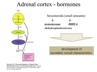 Adrenal cortex - hormones
                                                              Sexosteroids (small amounts)
                                                                 ↓            ↓
                                                            testosterone      DHEA
                                                            (dehydroepiandrosterone)




                                                                        development of
                                                                secondary sexual characteristics


Kennedy, MJ - Hormonal Regulation of Hepatic Drug-
Metabolizing Enzyme Activity During Adolescence; Clinical
Pharmacology & Therapeutics 84, 662-673 (December 2008) |
doi:10.1038/clpt.2008.202
 
