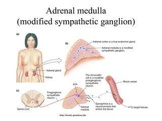 Adrenal medulla
(modified sympathetic ganglion)




           http://faculty.pasadena.edu
 