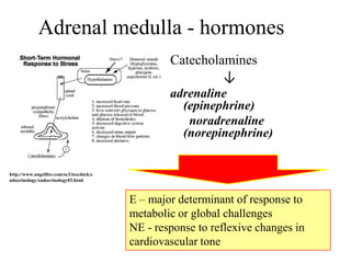 Adrenal medulla - hormones
                                                  Catecholamines
                                                             ↓
                                                  adrenaline
                                                    (epinephrine)
                                                     noradrenaline
                                                    (norepinephrine)


http://www.angelfire.com/sc3/toxchick/e
ndocrinology/endocrinology03.html



                                          E – major determinant of response to
                                          metabolic or global challenges
                                          NE - response to reflexive changes in
                                          cardiovascular tone
 