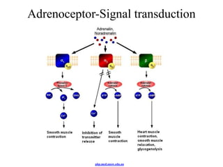 Adrenoceptor-Signal transduction




            php.med.unsw.edu.au
 