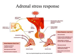 Adrenal stress response




     http://encyclopedia.lubopitko-bg.com/AdrenalGlands.html
 