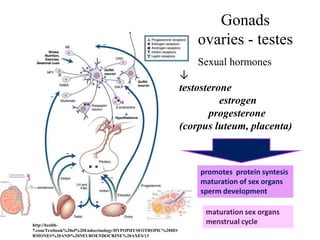 Gonads
                                                                ovaries - testes
                                                                Sexual hormones
                                                            ↓
                                                            testosterone
                                                                      estrogen
                                                                   progesterone
                                                            (corpus luteum, placenta)



                                                                promotes protein syntesis
                                                                maturation of sex organs
                                                                sperm development

                                                                 maturation sex organs
http://health-
                                                                 menstrual cycle
7.com/Textbook%20of%20Endocrinology/HYPOPHYSEOTROPIC%20HO
RMONES%20AND%20NEUROENDOCRINE%20AXES/13
 