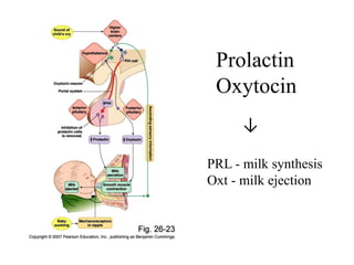 Prolactin
 Oxytocin
      ↓

PRL - milk synthesis
Oxt - milk ejection
 