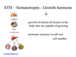 STH – Somatotropin - Growth hormone
                                        ↓

                          growth of almost all tissues in the
                          body that are capable of growing

                          promotes increase in cell size
                                              cell number



www.hghbodybuilding.com
 
