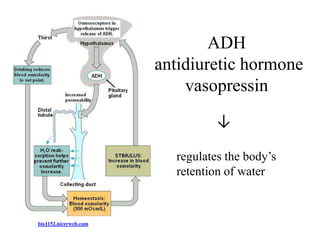 ADH
                       antidiuretic hormone
                           vasopressin
                                 ↓

                         regulates the body’s
                         retention of water



bio1152.nicerweb.com
 