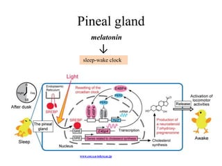 Pineal gland
        melatonin
             ↓
  sleep-wake clock




www.coe.s.u-tokyo.ac.jp
 