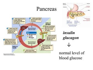 Pancreas



             insulin
             glucagon
               ↓
           normal level of
           blood glucose
 