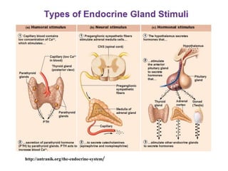 http://antranik.org/the-endocrine-system/
 